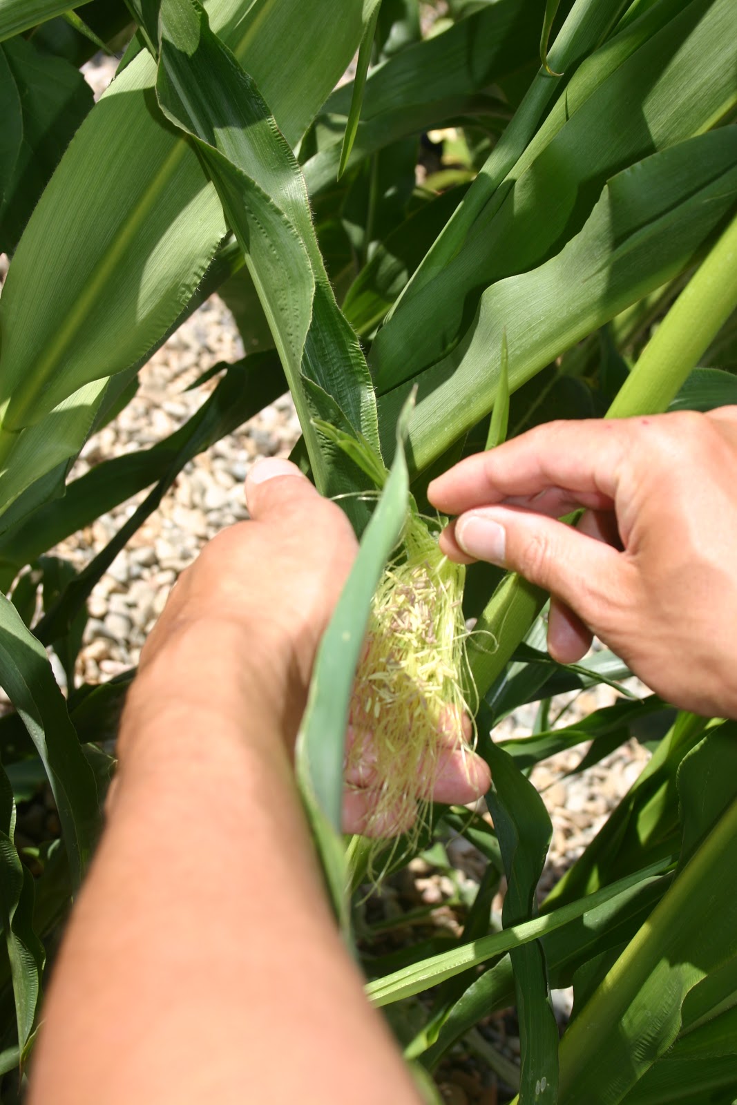 Gidget's Garden Pollinating Corn