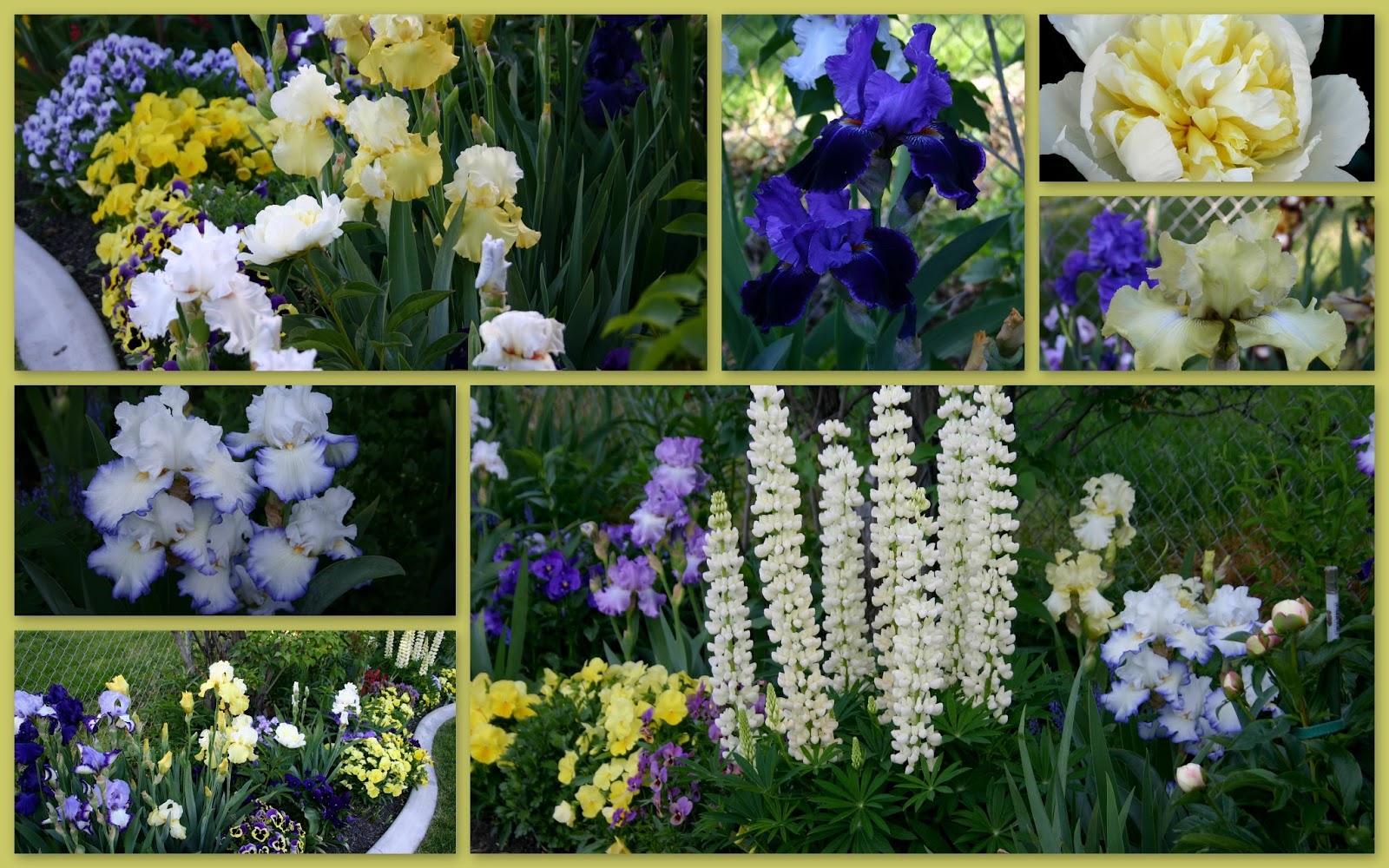 TALL BEARDED IRIS AND COMPANION PLANTINGS Sowing the Seeds