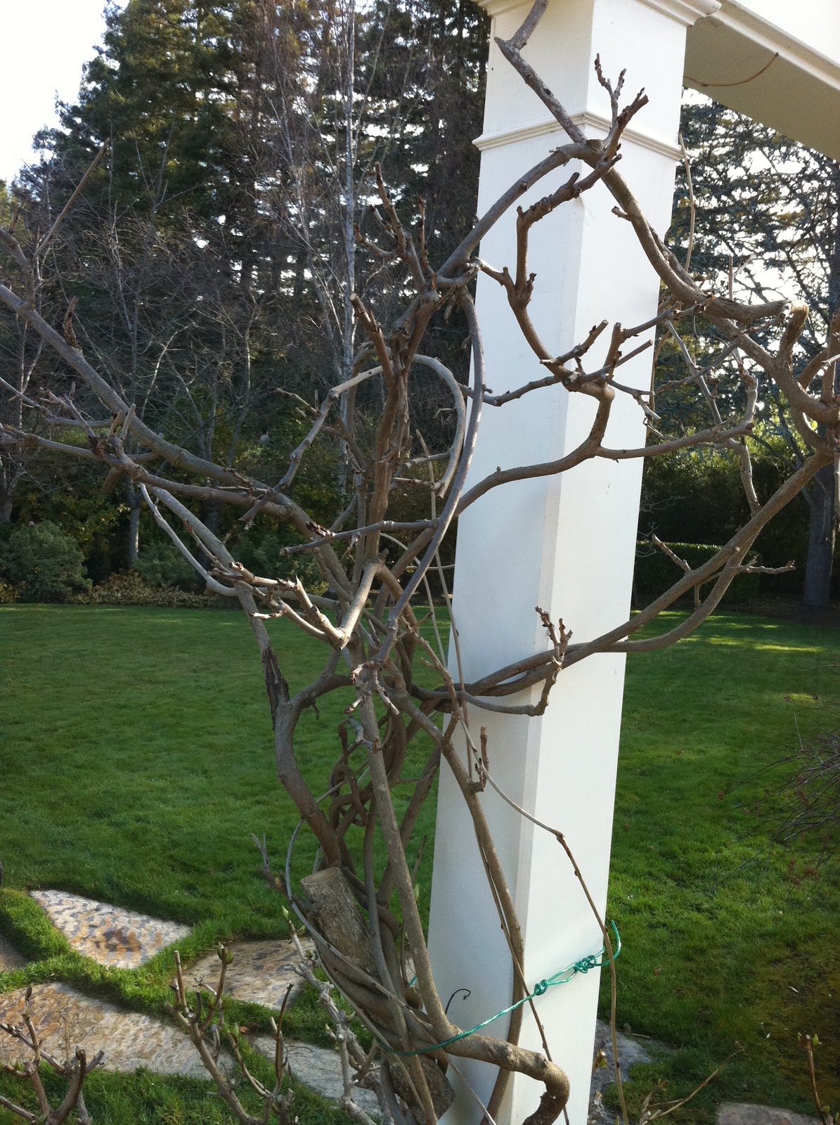 Return To Home Winter Garden in Northern California