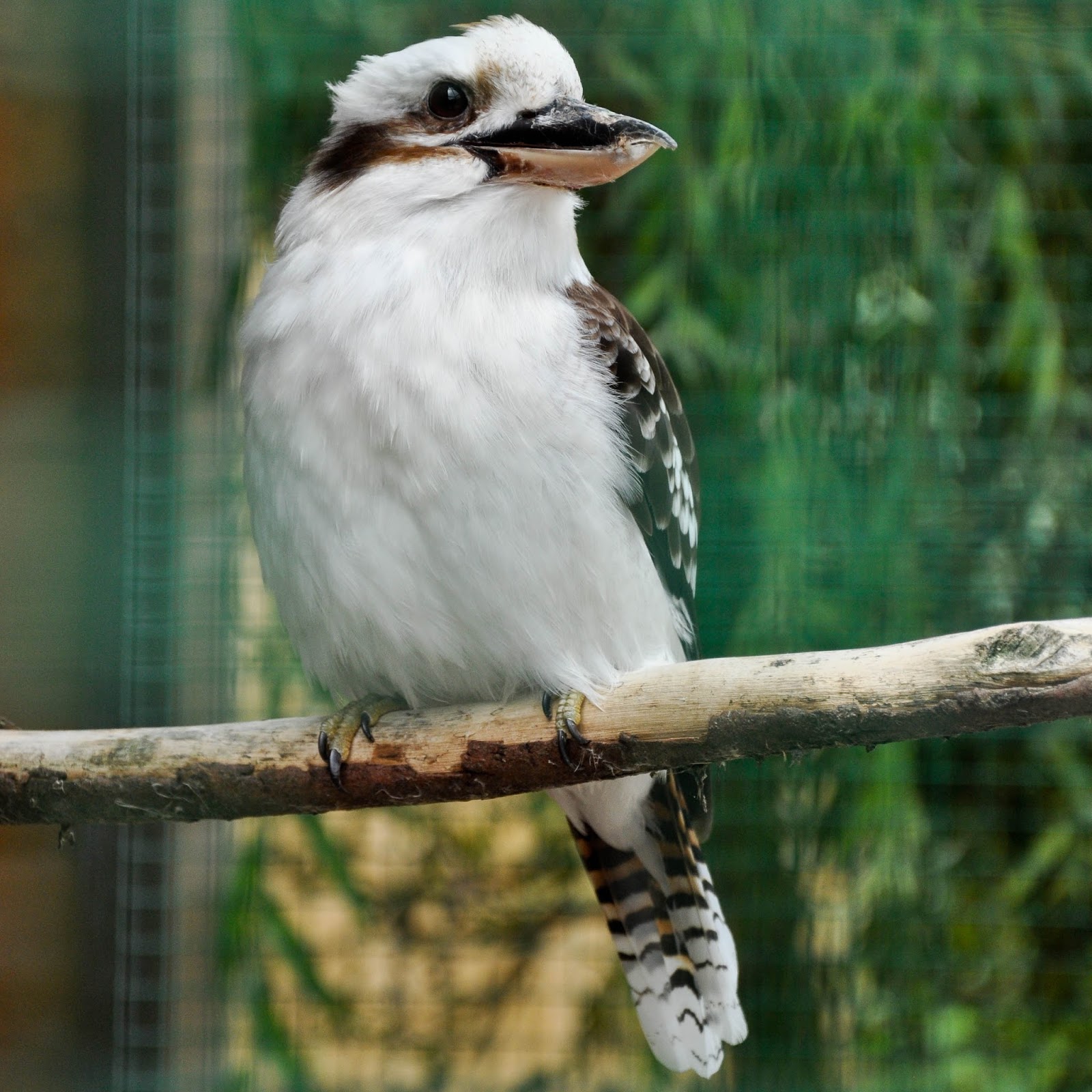 Kookaburra, Monkey Haven, Isle of Wight, UK Kookaburra, Monkey Haven, Isle of Wight, UK