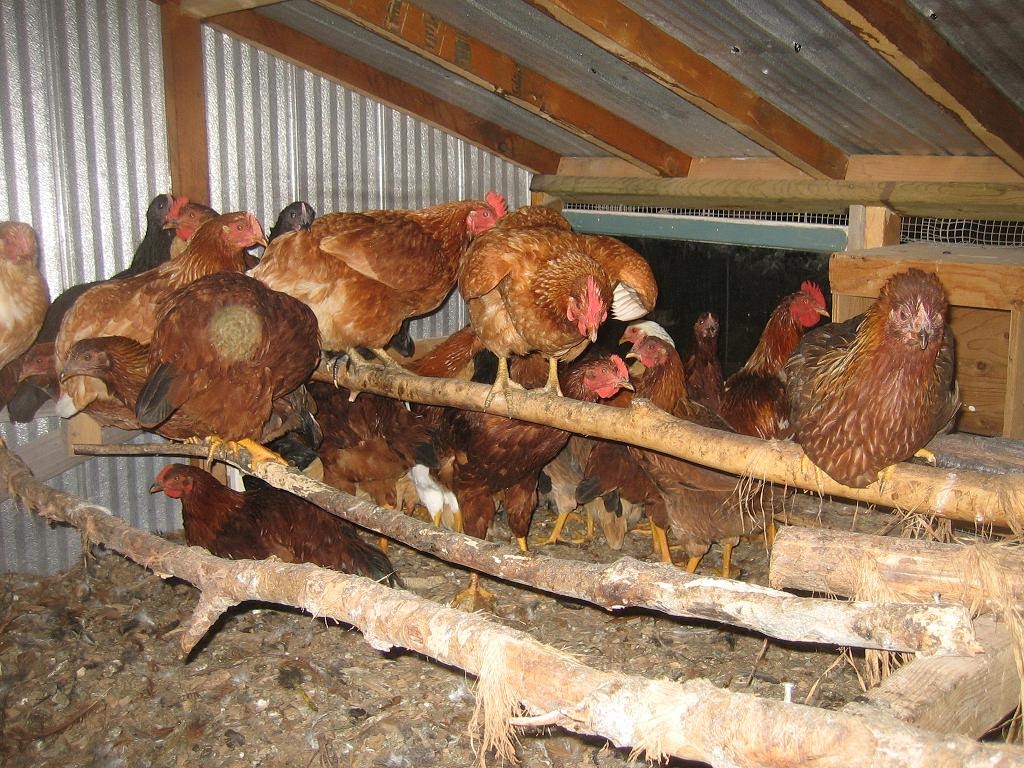 http://1.bp.blogspot.com/-Z9hr6EbLvi8/Tun0gO9GAbI/AAAAAAAAm5M/bPXQfhGXxE0/s1600/ChickensRoosting.bmp