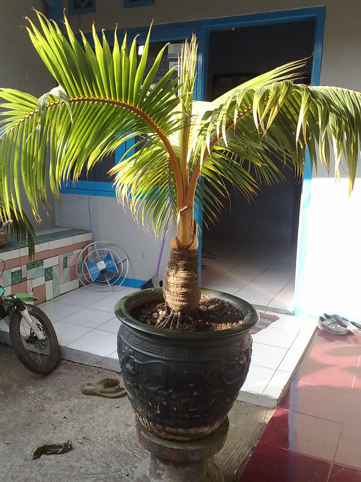 Bonsai Kelapa Mini Bonsai Kelapa Dijual