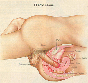 Aumentar la dimensión del miembro en el estado tranquilo