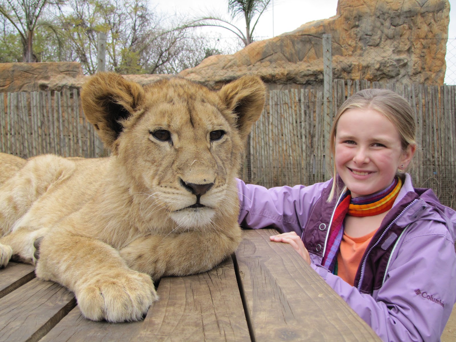 WPC and Embangweni 2012 Petting lion cubs and giraffes in South Africa