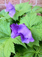 Glaucidium palmatum