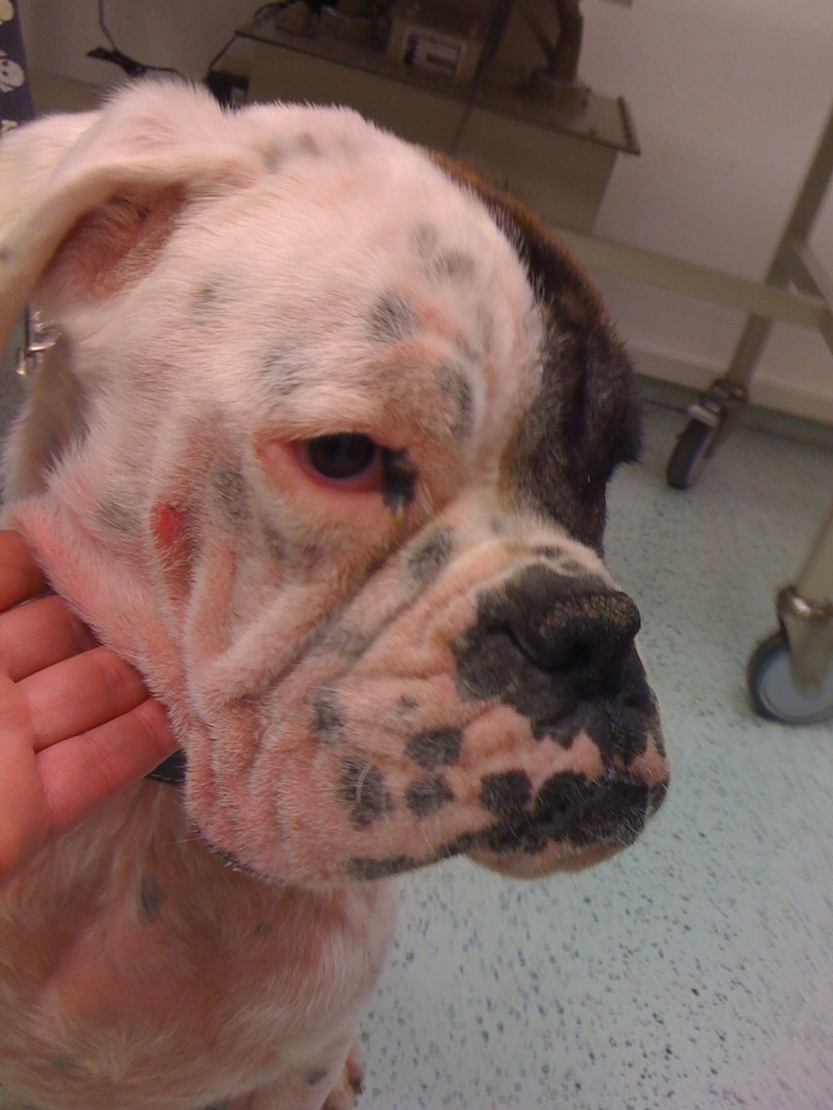 TiS Tagebuch Rom hat Demodex Milben
