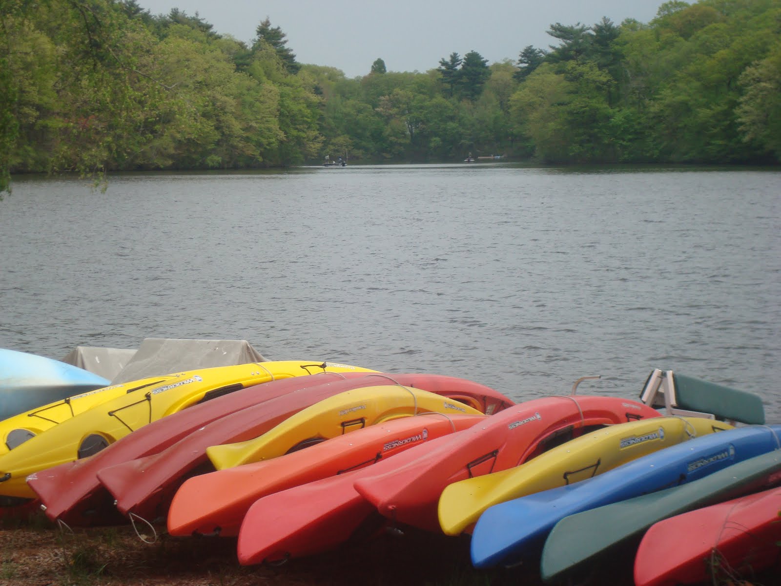 Wild Swimming New England Wild Swimming at Lake Cochituate, Natick, MA