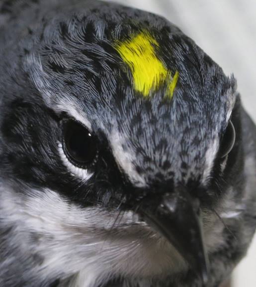 Yellow Rumped Warbler (Myrtle)