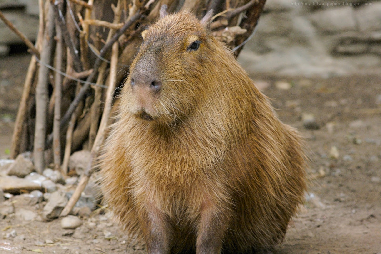 Capybara Conservation