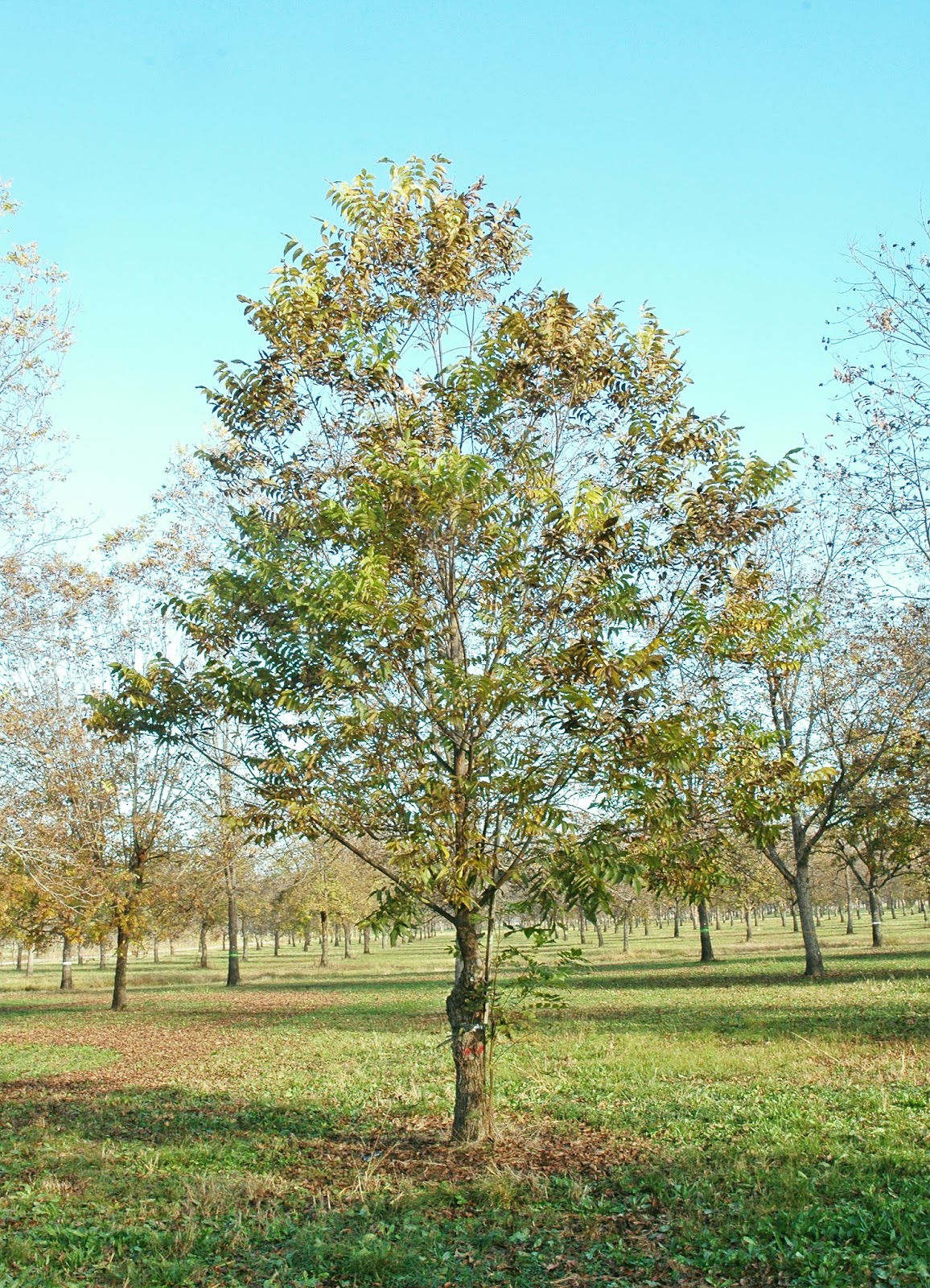 Northern Pecans Revisiting a topworked pecan tree