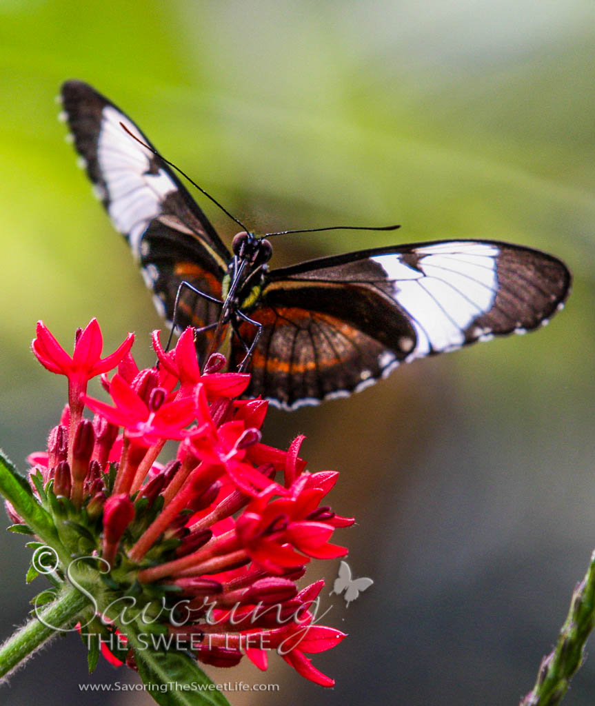 Butterflies Fluttering By San Diego Safari Park Savoring The