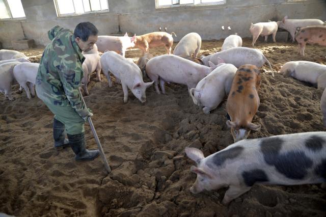 Precios del cerdo se disparan a nivel mundial por crisis china