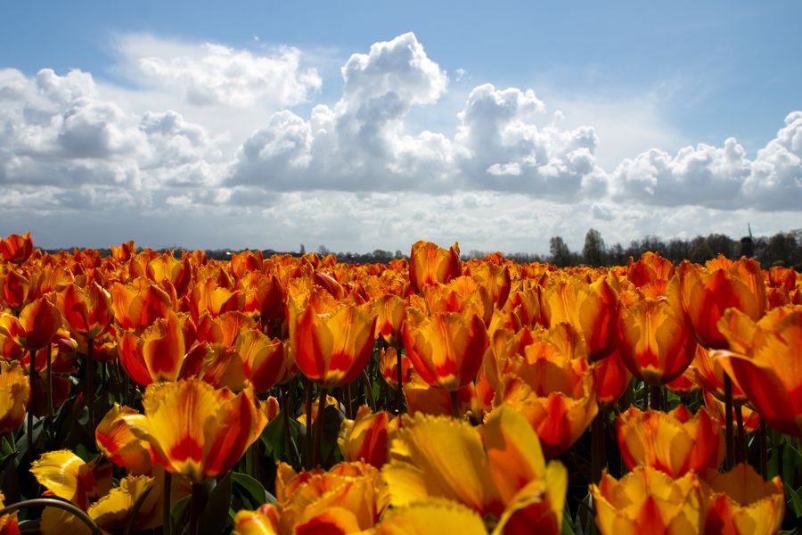 29. Flowers by Jorn Colle 29. Flowers by Jorn Colle
