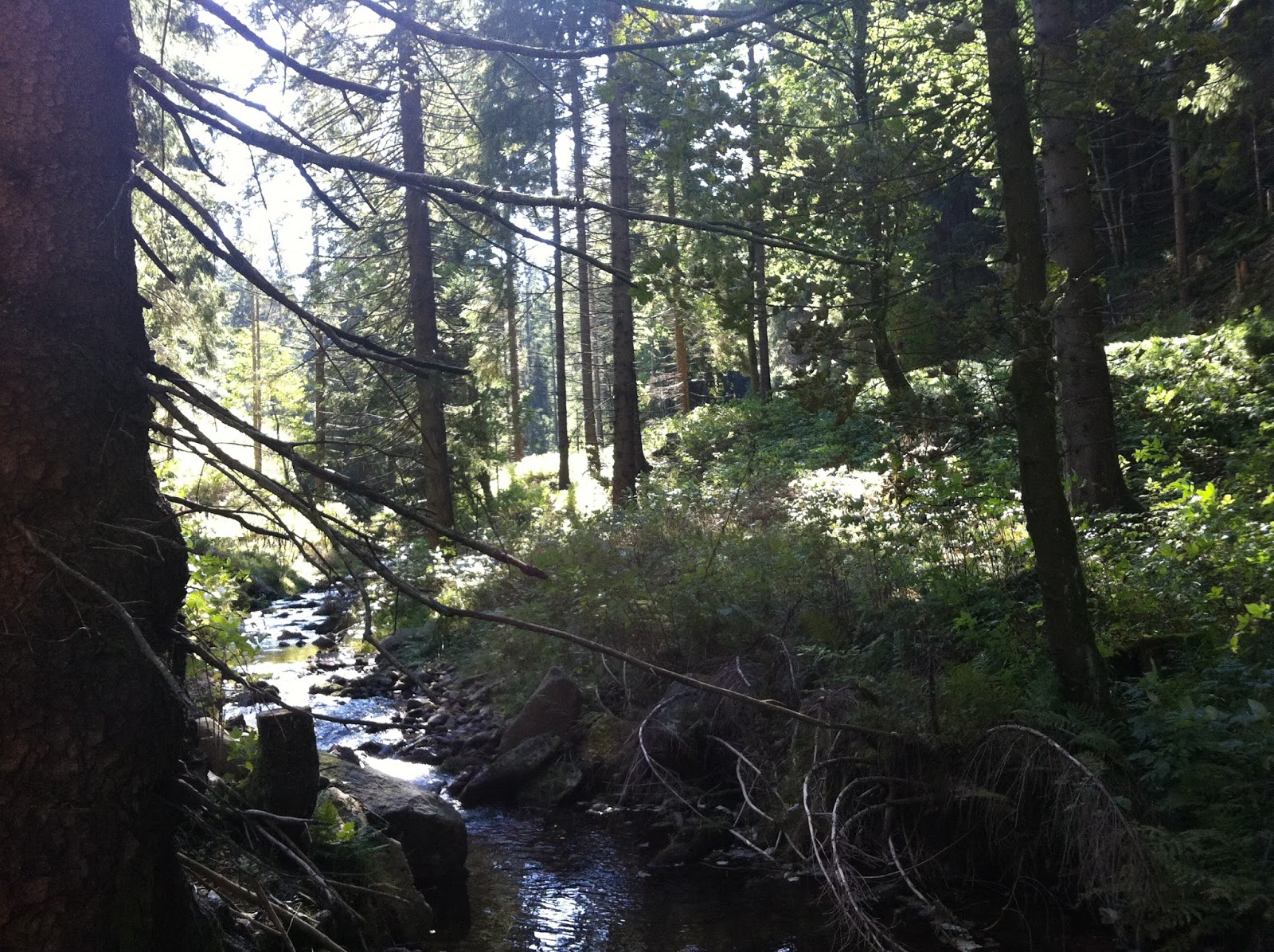 Dererfurter Welcome In Erfurt Thuringen Solarblume Lockt