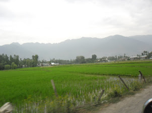 Lush green rice fields in Srinagar.