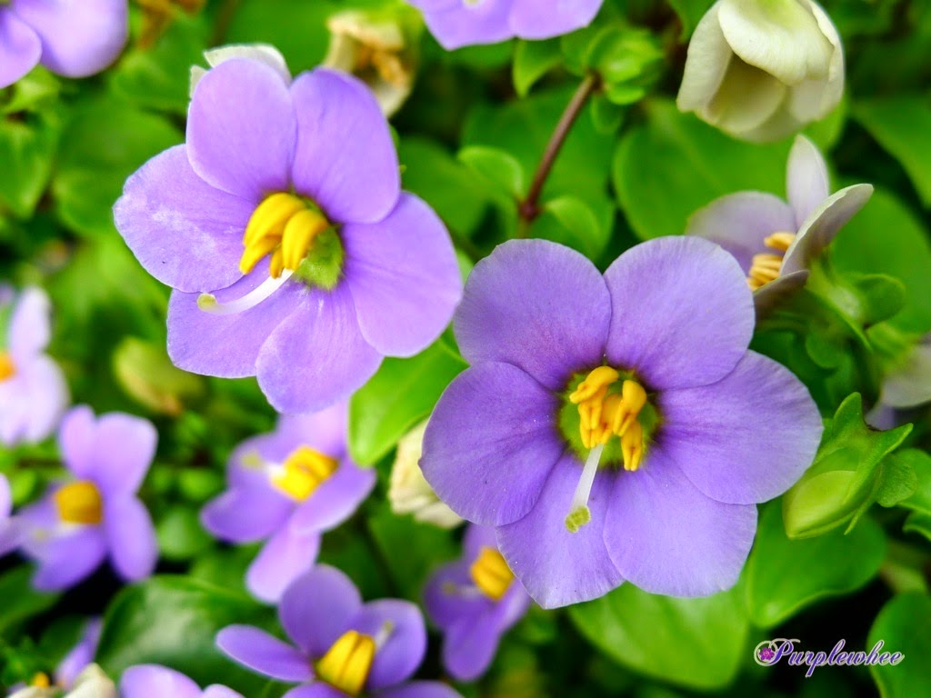 薇薇花园 紫芳草