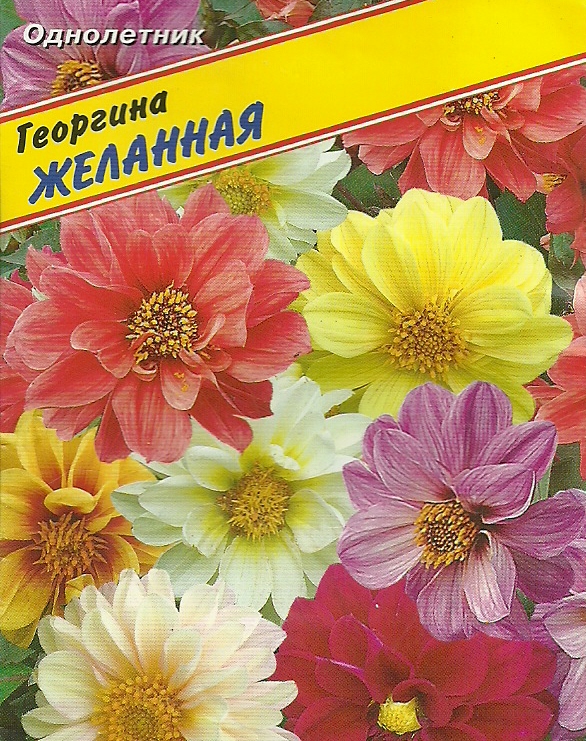 Как сажают георгины из семян Как сажают георгины из семян