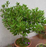 Espíritu de Árbol: Laurel