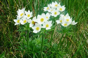 Anemonastrum narcissiflorum(Anemone narcissino))