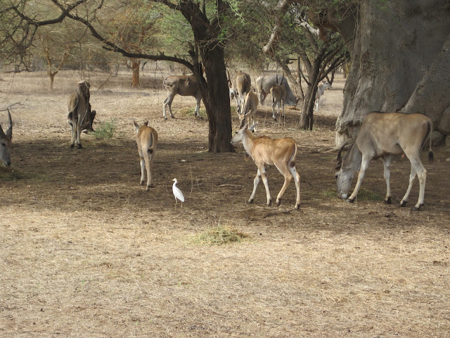 Gacelas en la Reserva de Bandia, Senegal