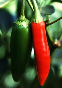 Chiles Pictures