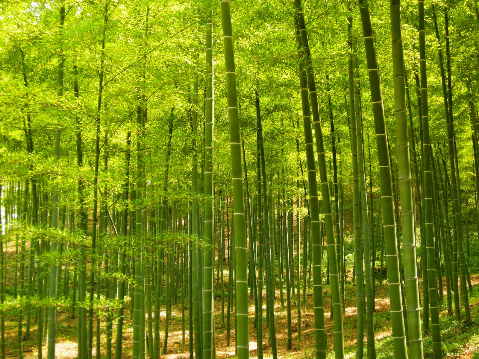 Rattan Nedir ? Çalışma Masaları ve Odaları Hakkında Her Şey