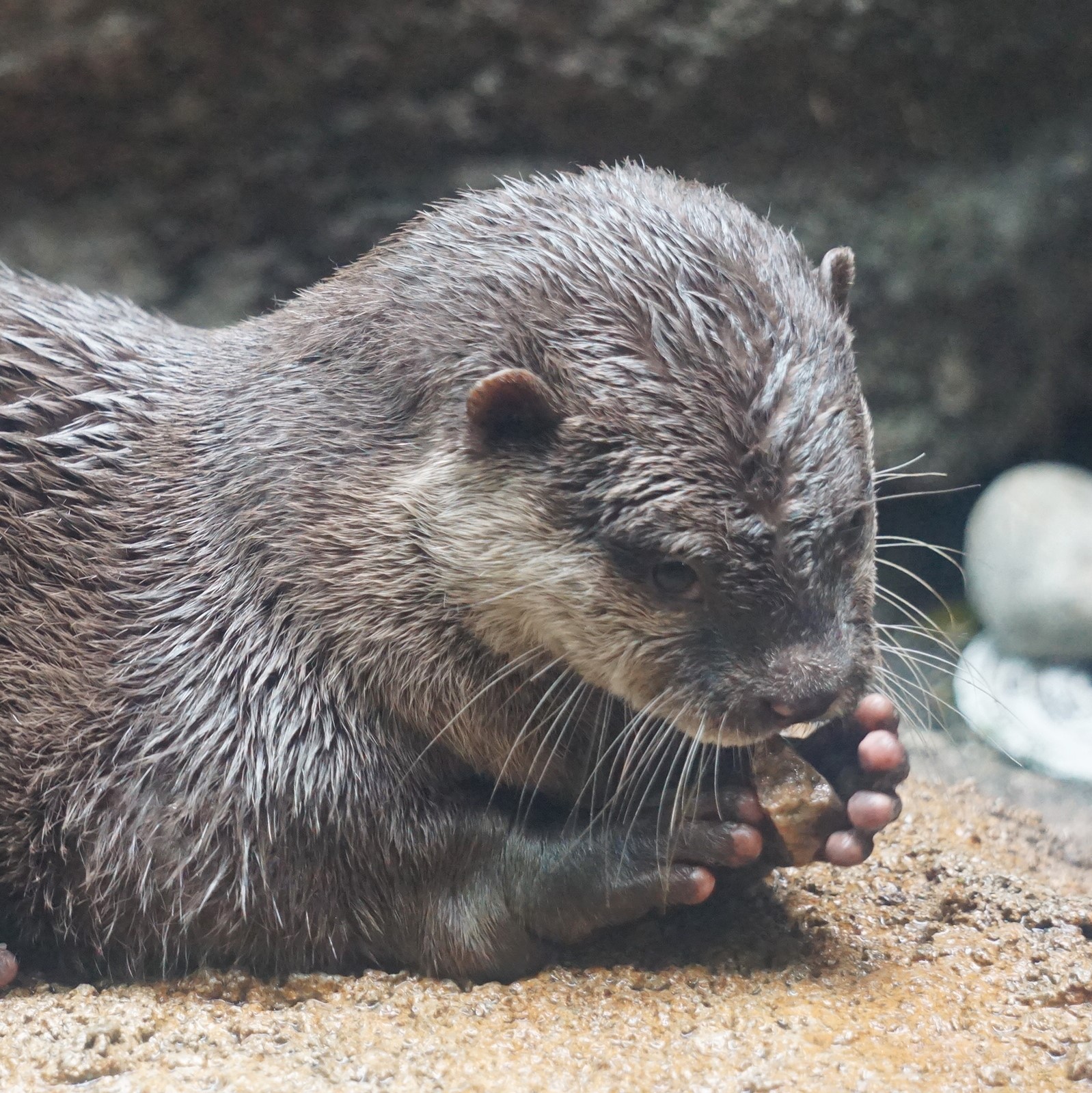 福岡市動物園ブログ コツメカワウソに新たな流行の兆し その名は ローリングストーン