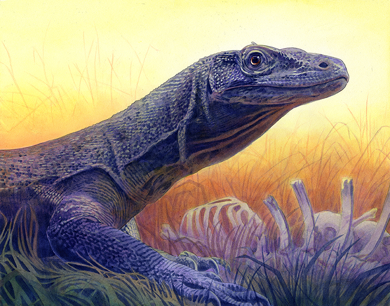 Alan Hawley Illustration Komodo Dragon Painting