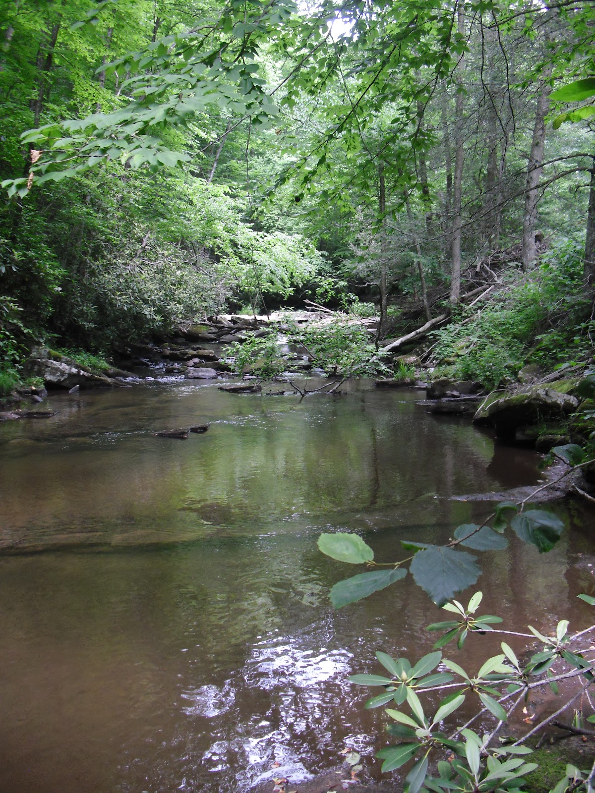 Love 2 Travel With Kids Clinch Mountain Wildlife Management Area in