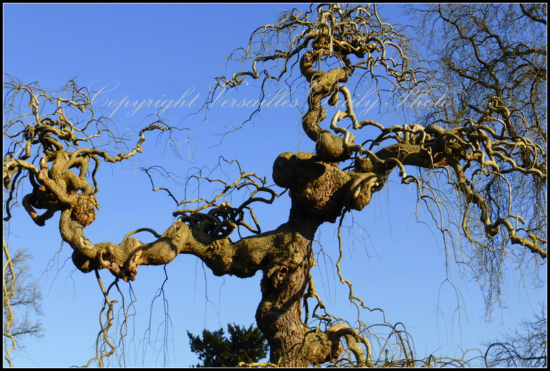 Trees Petit Trianon Versailles