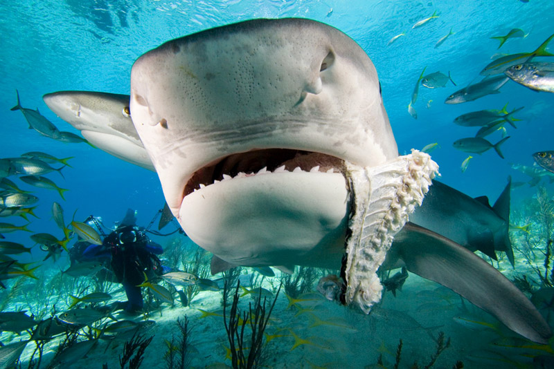 galeocerdo cuvier tiger shark eating fish