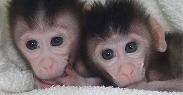 Genetically modified monkeys created with cut-and-paste DNA