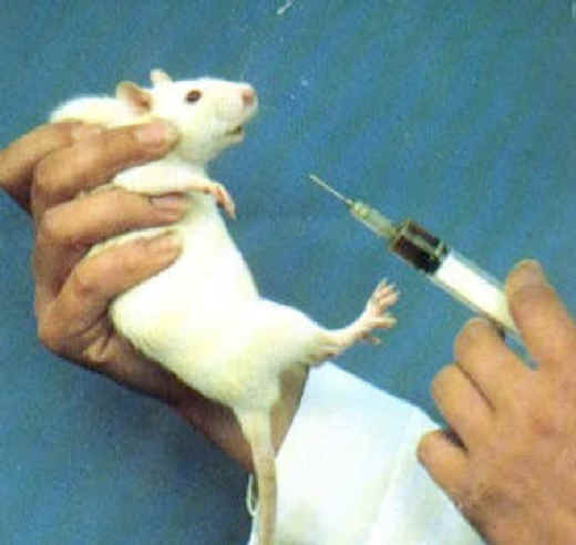 Drug testing on animals essay
