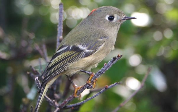 wild birds unlimited second smallest bird in michigan wild birds unlimited second smallest bird in michigan