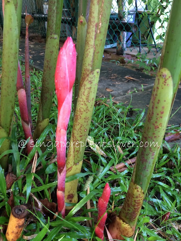 Singapore Plants Lover Pink Torch Ginger Flowers