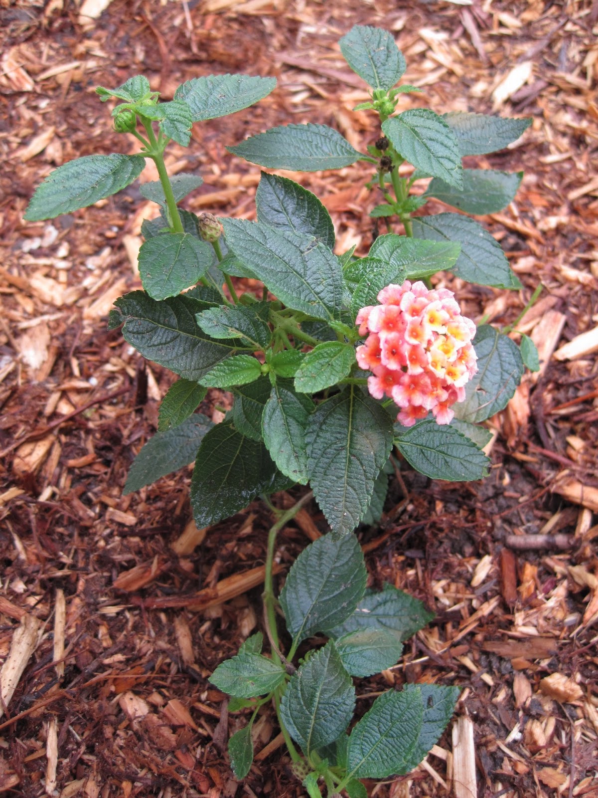 Enjoying My Garden: Busy in the Gardens...