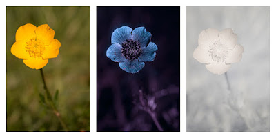 Photo of Ranunculus bulbosus (Bulbous buttercup) flower in visible light (left), ultraviolet light (middle), and infrared (right)