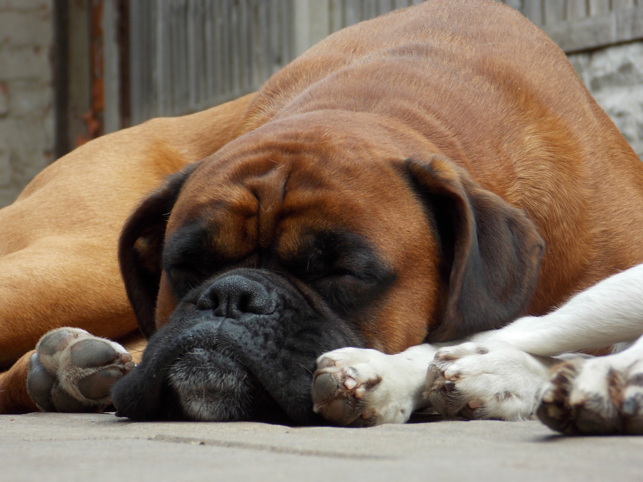 lazy boxer dog