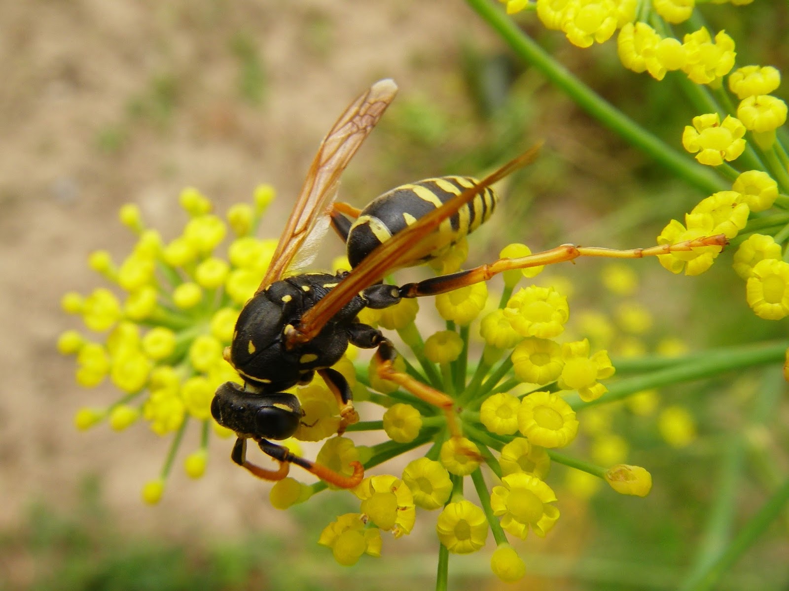 Wanderungen Durch Die Natur 01 01 16 01 02 16