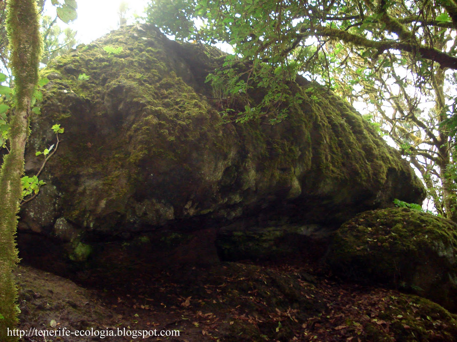 Tenerife Senderos "El Bosque Encantado"