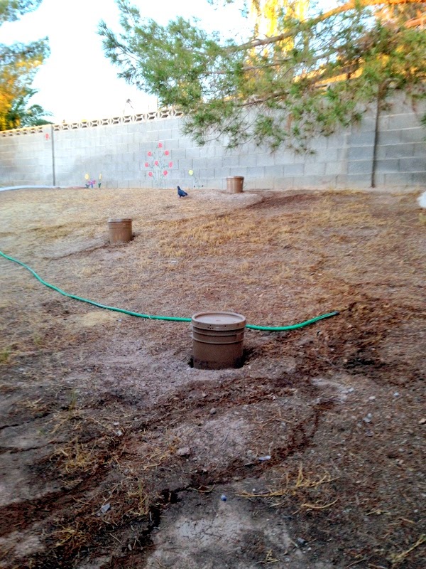 Xtremehorticulture of the Desert Use Five Gallon Buckets in Place of