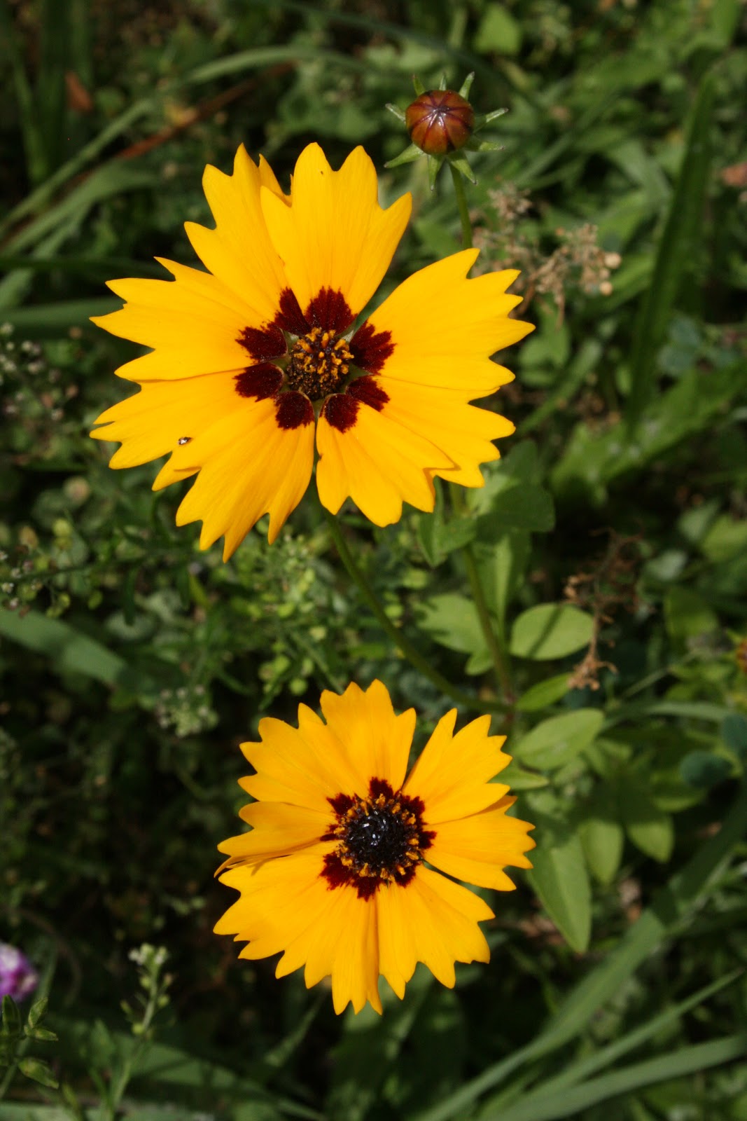 Native Florida Wildflowers May 2013