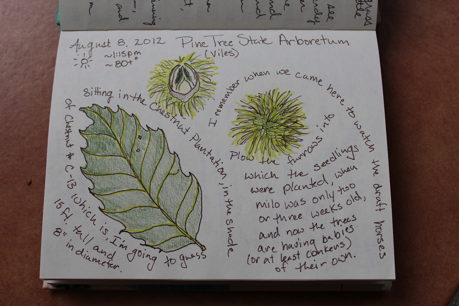 Remains of the Day Nature Journaling A New Journal and a New