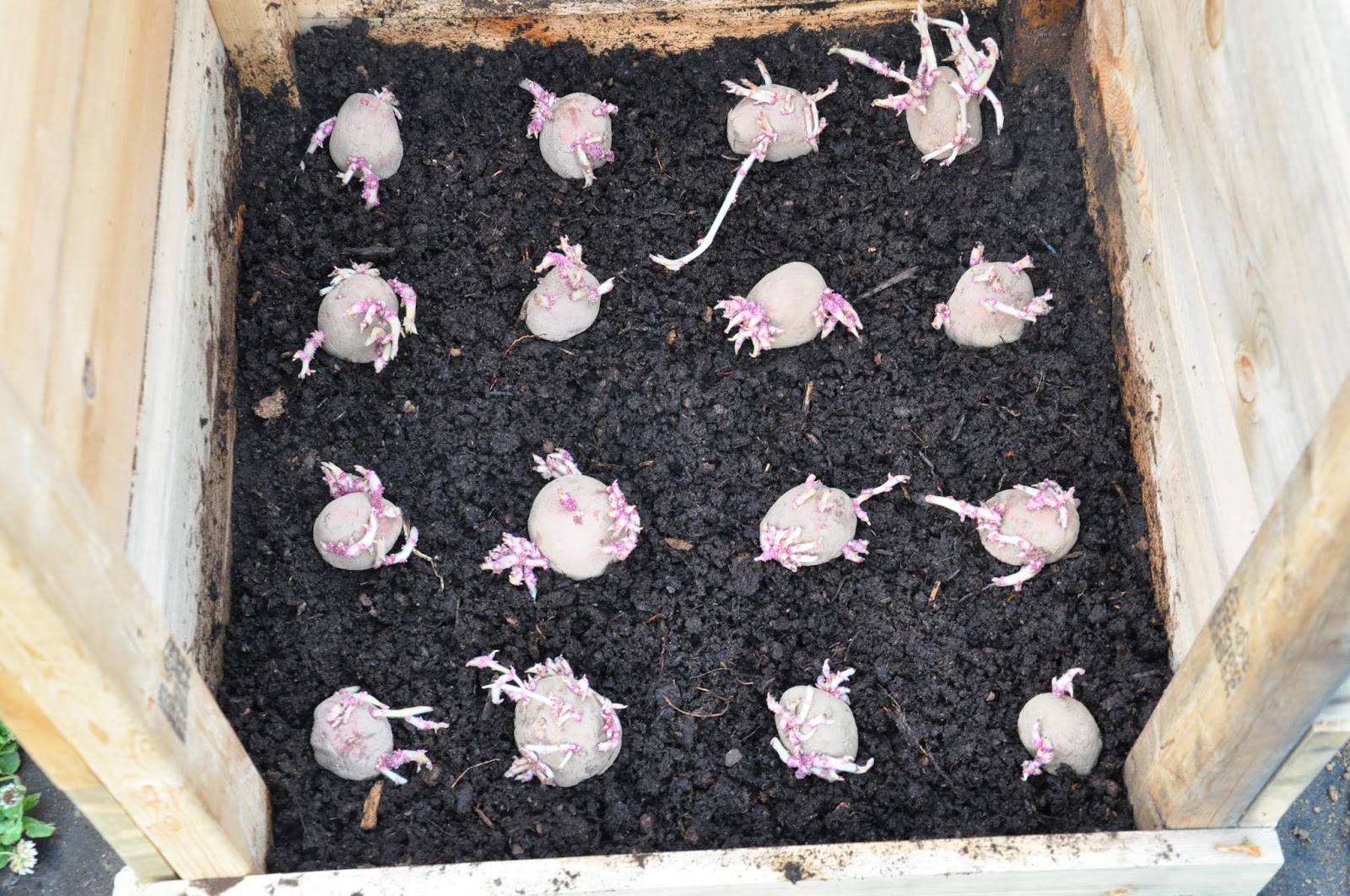 On the Urban Farm Potatoes in Bins