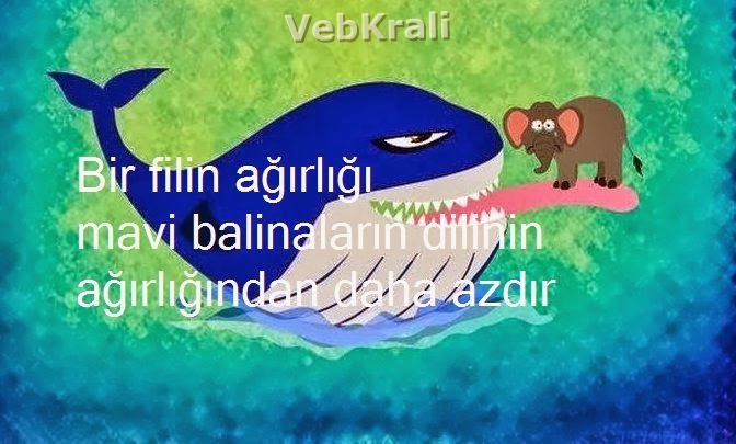 maraqli melumatlar maraqli melumatlar balina