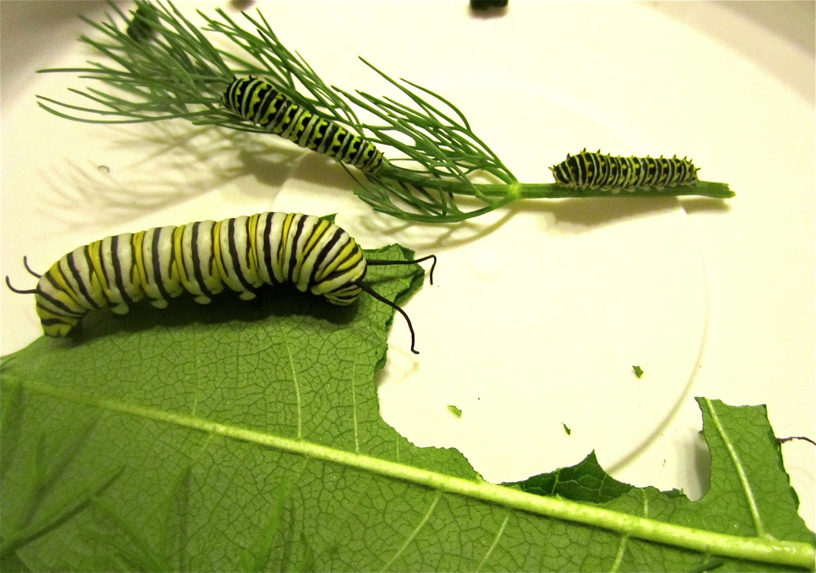 Science with Ms. Seitz July 2013