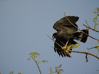 Buteogallus anthracinus Common Black Hawk id photo