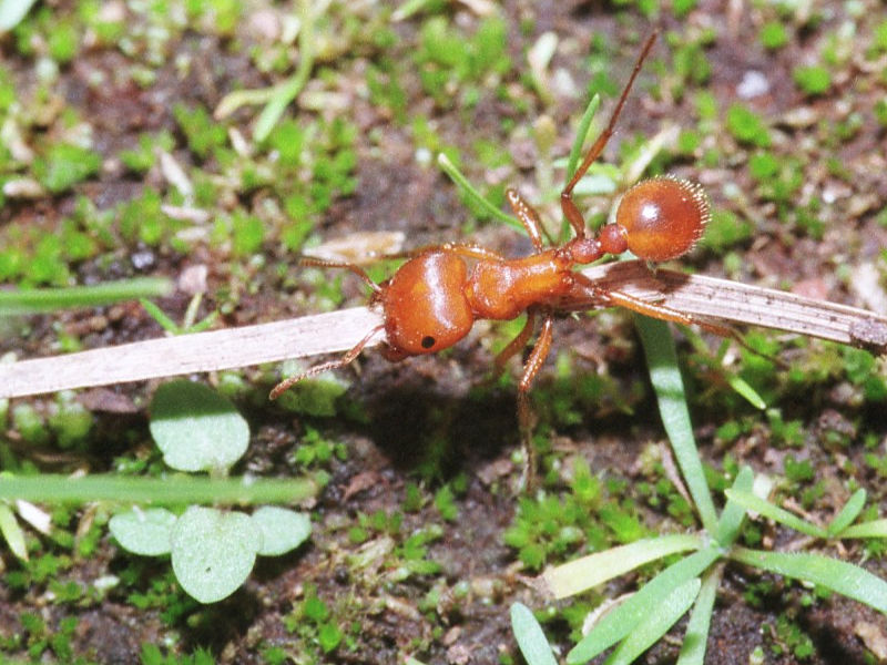 THE ANIMAL for JUST The red harvester ant is one of the few species