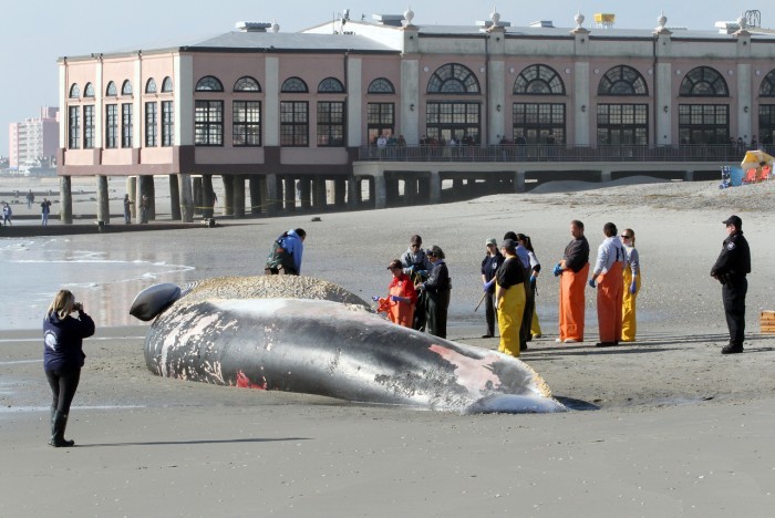 Nature On The Edge Of New York City January 2012