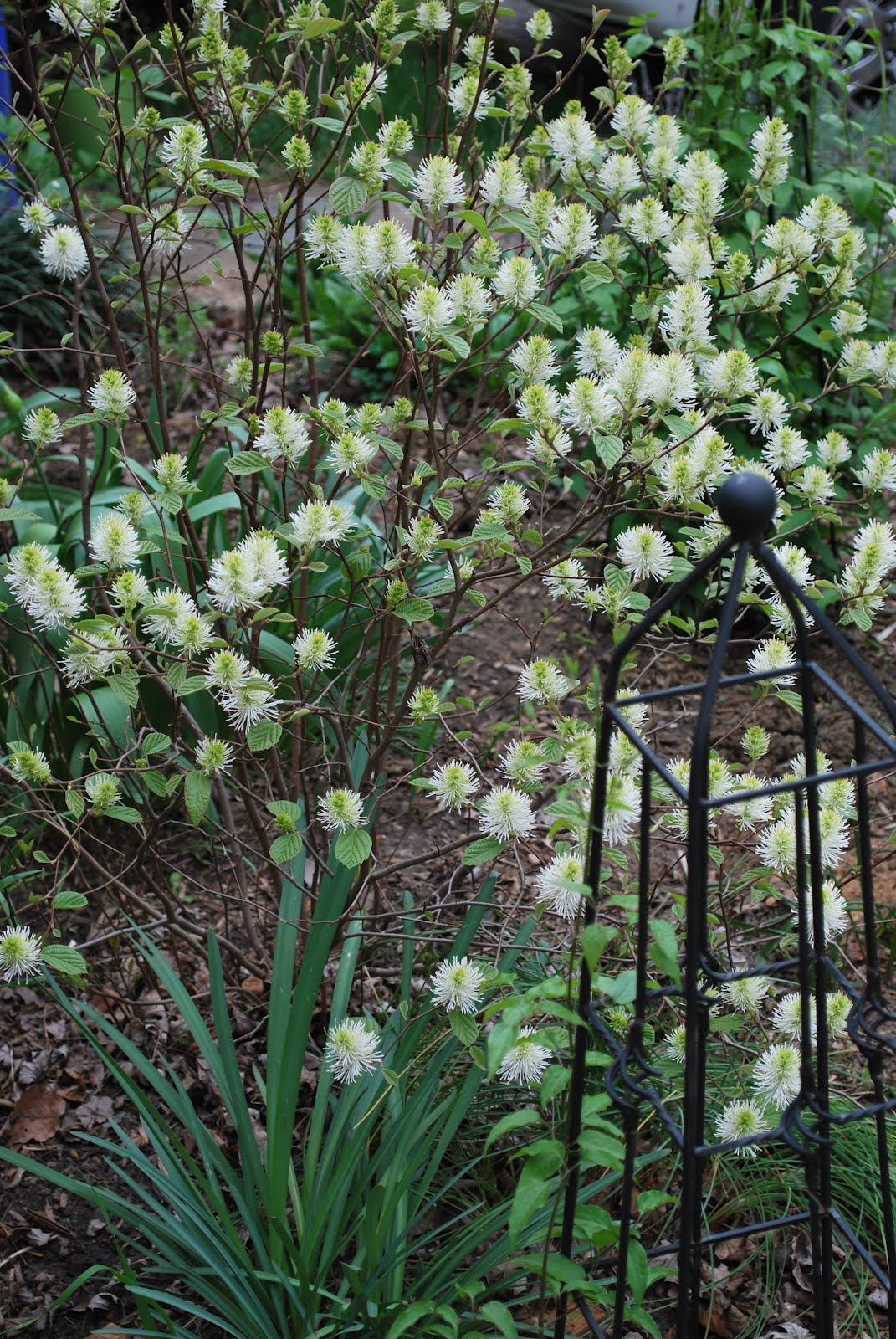Rotary Botanical Gardens Hort Blog Witch Alders Fothergilla